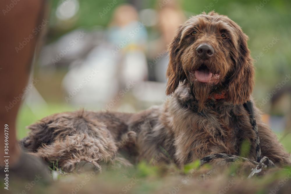 Fototapeta premium portrait of a brown dog