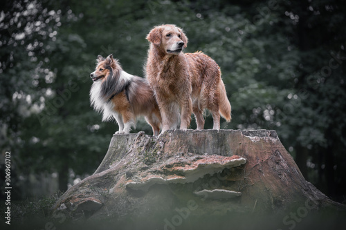 portrait of sheltie and golden retriever