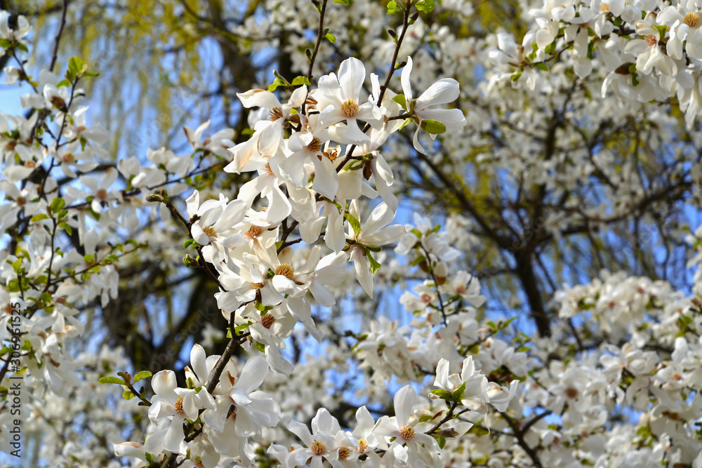 The abundant flowering of magnolia cobus (Magnolia kobus DC.)