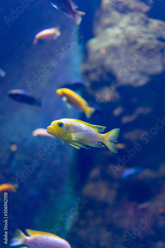 Yellow fish on a background of blue water. little yellow fish swims in blue water