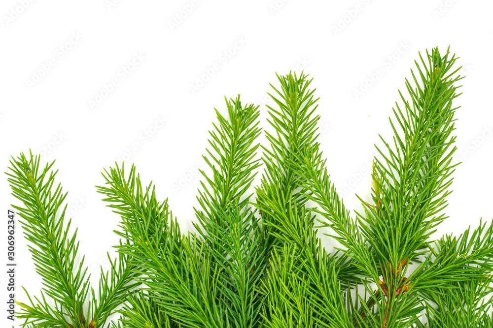 Spruce branch isolated on white background. Green fir. Christmas tree