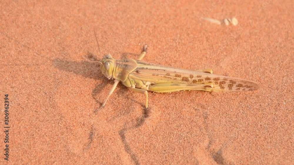 Egyptian Grasshopper (Anacridium aegyptium) sitting in the evening sunshine sand in the United Arab Emirates Egyptian Grasshopper (Anacridium aegyptium) sitting in the evening sunshine sand in the United Arab Emirates