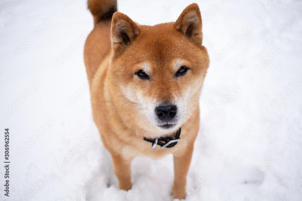 Snowing day, shiba inu, pet dog in snow.