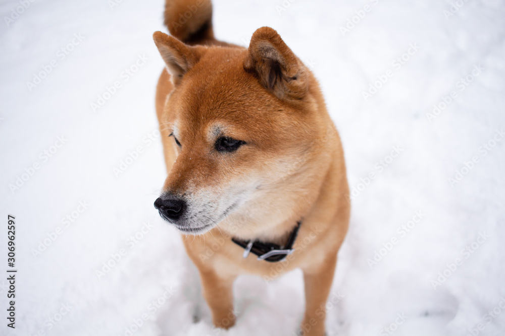 Snowing day, shiba inu, pet dog in snow. Snowing day, shiba inu, pet dog in snow.