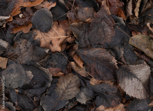 Top view on fallen autumn wet leaves. Background image.