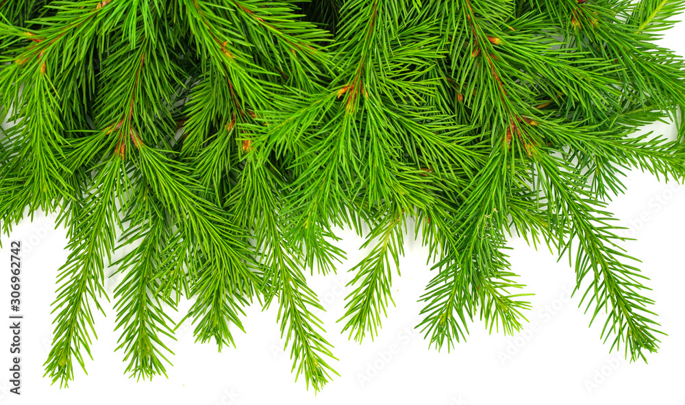 Spruce branch isolated on white background. Green fir. Christmas tree