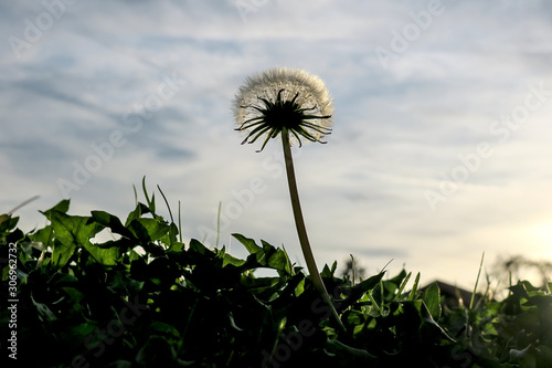 dandelion flower view feom underneath photo