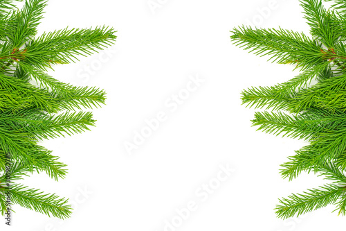 Spruce branch isolated on white background. Green fir. Christmas tree