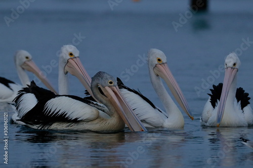 australian pelican © Thomas