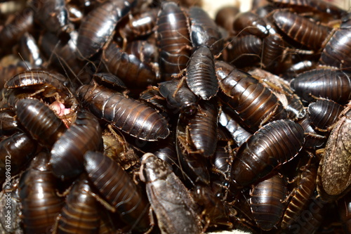 Cockroaches marble, eat fruit in a box