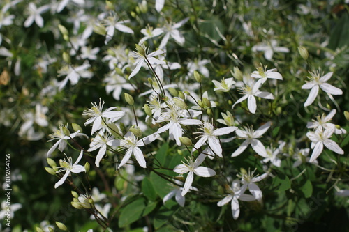 Autumn flowers close-up. Clematis terniflora.  photo