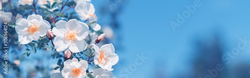 Beautiful spring border, blooming rose bush on a blue background. Flowering rose hips against the blue sky. Soft selective focus