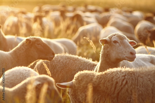 sheep in farm with sunset