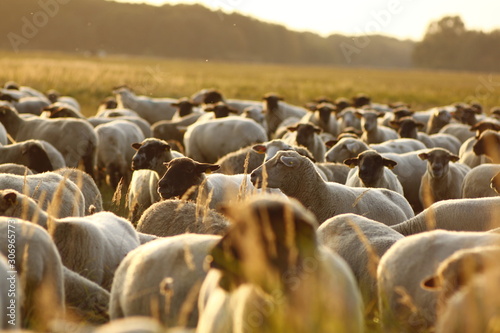 flock of sheep in field
