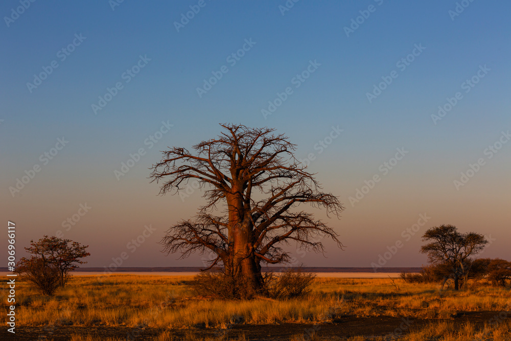 Late afternoon light on baobab tree on Kukonje Island