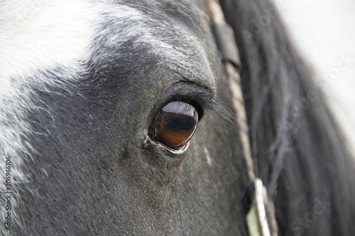 eye of a horse © singerfotos