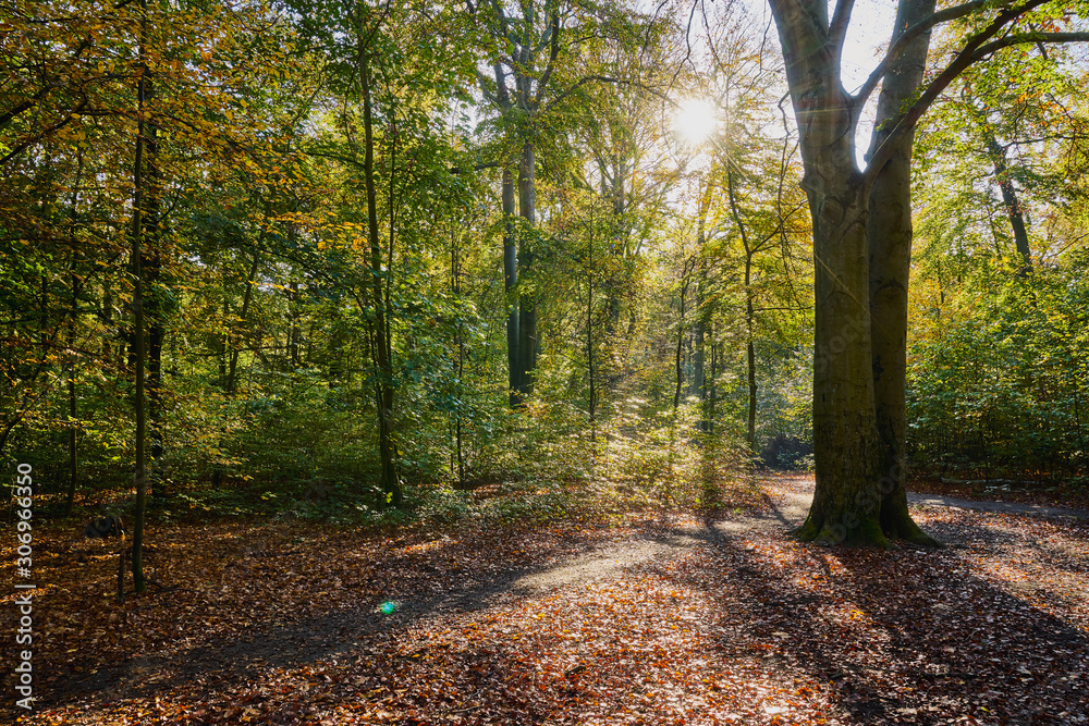 Herbstliches Wald Panorama mit heller Sonne in den Farben gelb, grün und braun Herbstliches Wald Panorama mit heller Sonne in den Farben gelb, grün und braun