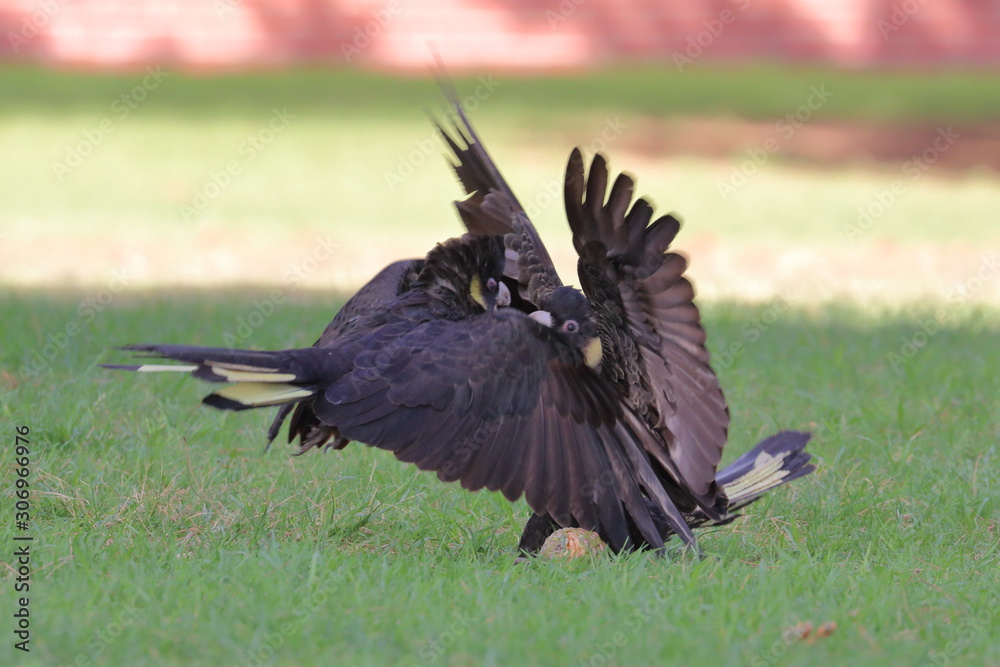 Fototapeta premium yellow tailed black cockatoo