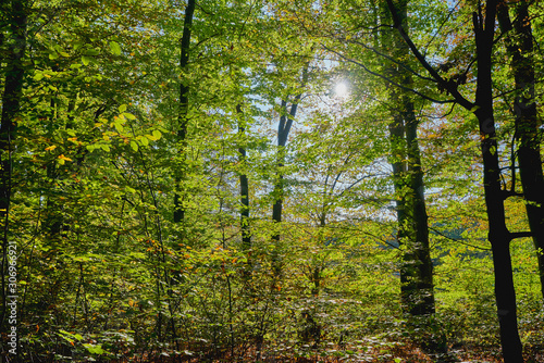Herbstliches Wald Panorama mit heller Sonne in den Farben gelb, grün und braun