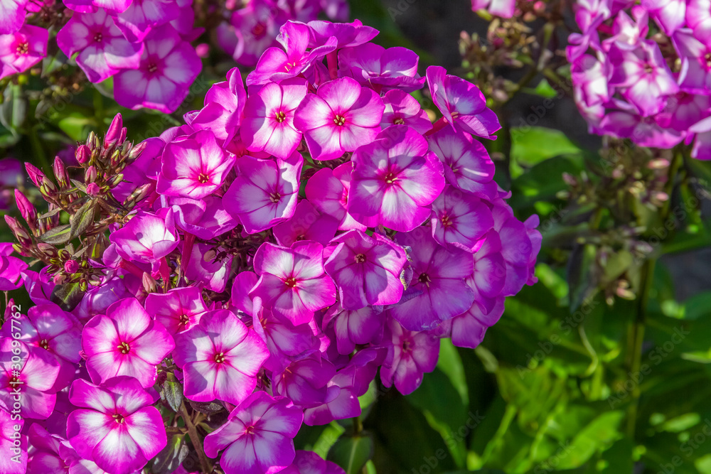 purple flowers closeup