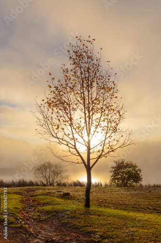 Sunrise through low clouds at autumn colored tree