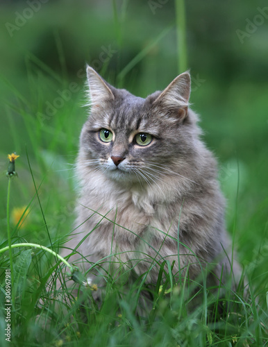 Green-eyed, beautiful, fluffy cat is sitting in the green grass.