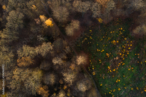 Forêt en fin d'automne