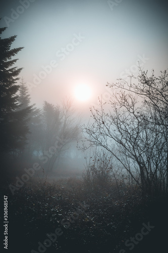foggy forest on cold morning during the sunrise