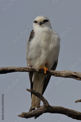 black shouldered kite