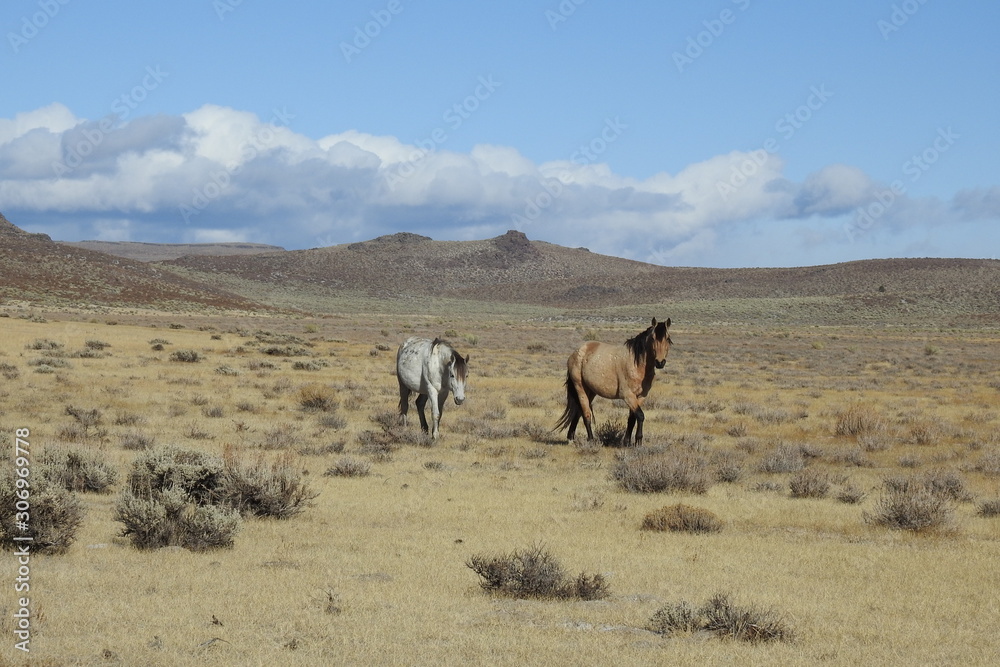 Wild horses roaming the open range, off the lower Tioga Pass, Eastern Sierra Nevada Foothills, California.