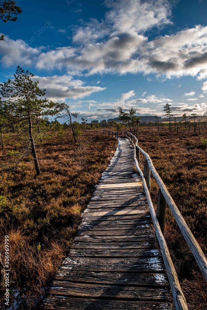 Obraz premium Black Moor