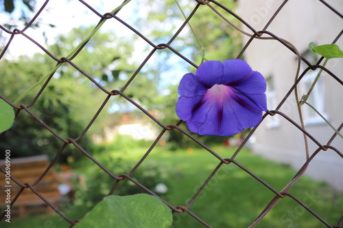 flower on background