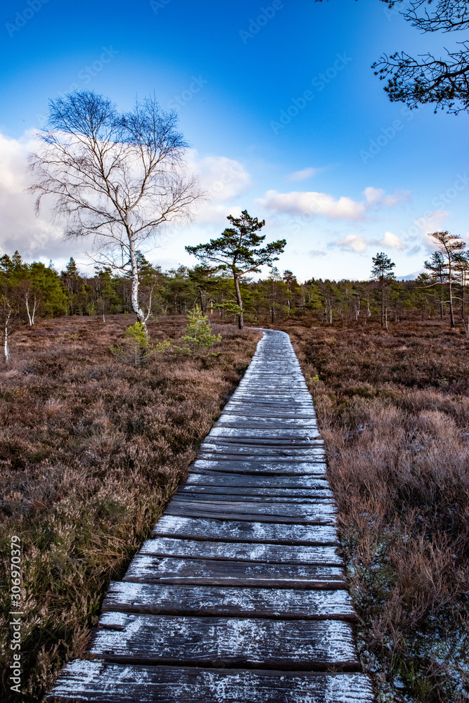 Black Moor