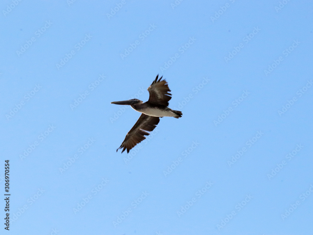 Amazing Beautiful Birds in Naples Florida Amazing Beautiful Birds in Naples Florida