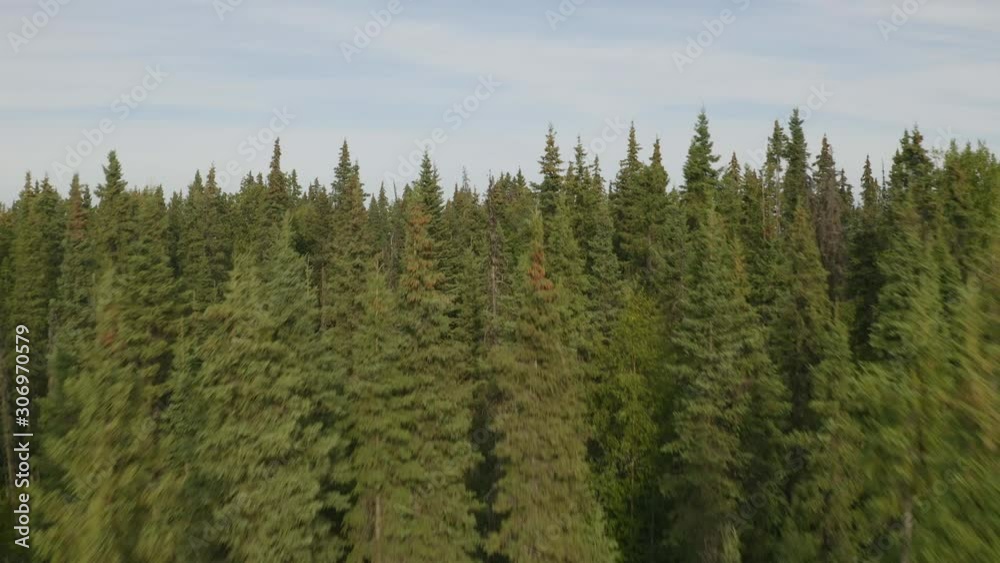 Aerial, rising, drone shot, over Alaskan Sitka spruce forest, Picea sitchensis, revealing a pond and the Gulf of Alaska, in Kenai Peninsula, on a sunny, summer day, Alaska, USA Aerial, rising, drone shot, over Alaskan Sitka spruce forest, Picea sitchensis, revealing a pond and the Gulf of Alaska, in Kenai Peninsula, on a sunny, summer day, Alaska, USA