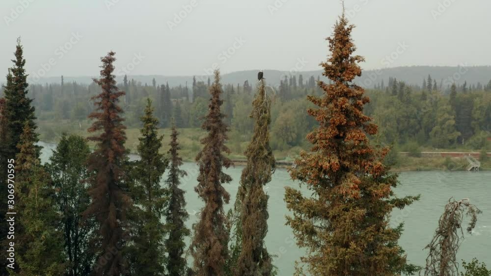 Aerial, rising, drone shot, tilting over a bald eagle, sitting on a sitka spruce tree, at a river, on a misty, summer day, in Kenai Peninsula, Alaska, USA - Haliaeetus Leucocephalus