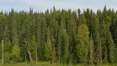 Aerial, tracking, drone shot, close to Alaskan Sitka spruce forest, Picea sitchensis, in Kenai Peninsula, on a sunny, summer day, Alaska, USA photo