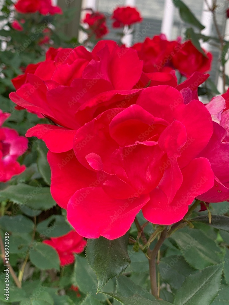 red rose in garden