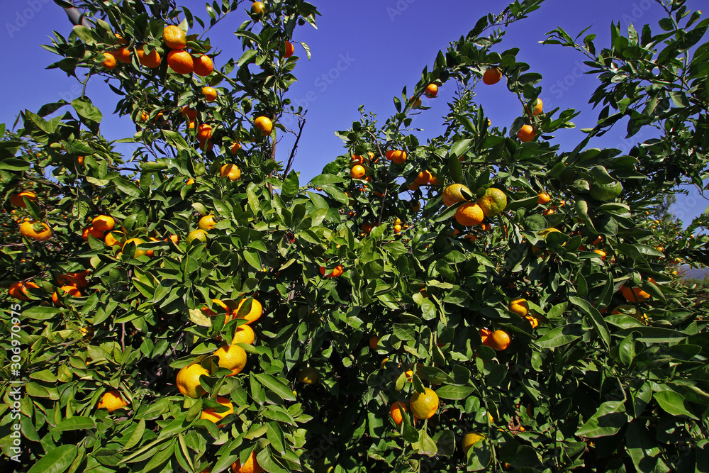 Natural satsuma tangerine trees in Turkey / İzmir / Gümüldür. Natural satsuma tangerine trees in Turkey / İzmir / Gümüldür.