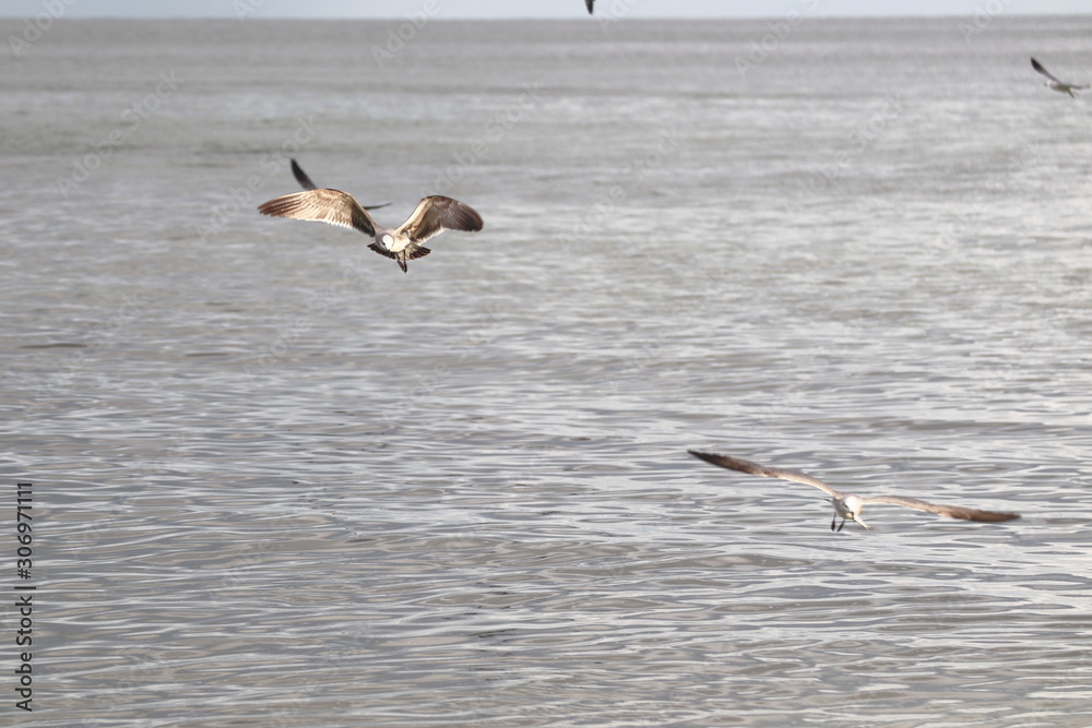 Amazing Beautiful Birds in Naples Florida Amazing Beautiful Birds in Naples Florida