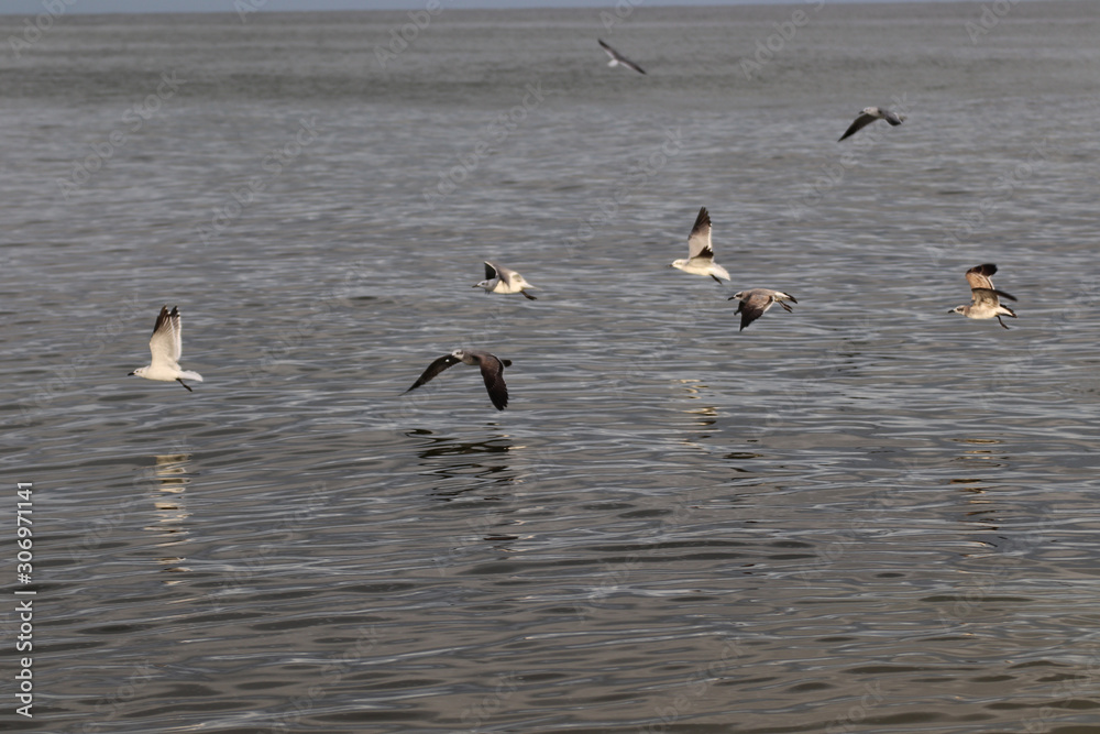 Amazing Beautiful Birds in Naples Florida