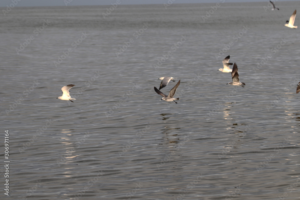 Amazing Beautiful Birds in Naples Florida Amazing Beautiful Birds in Naples Florida