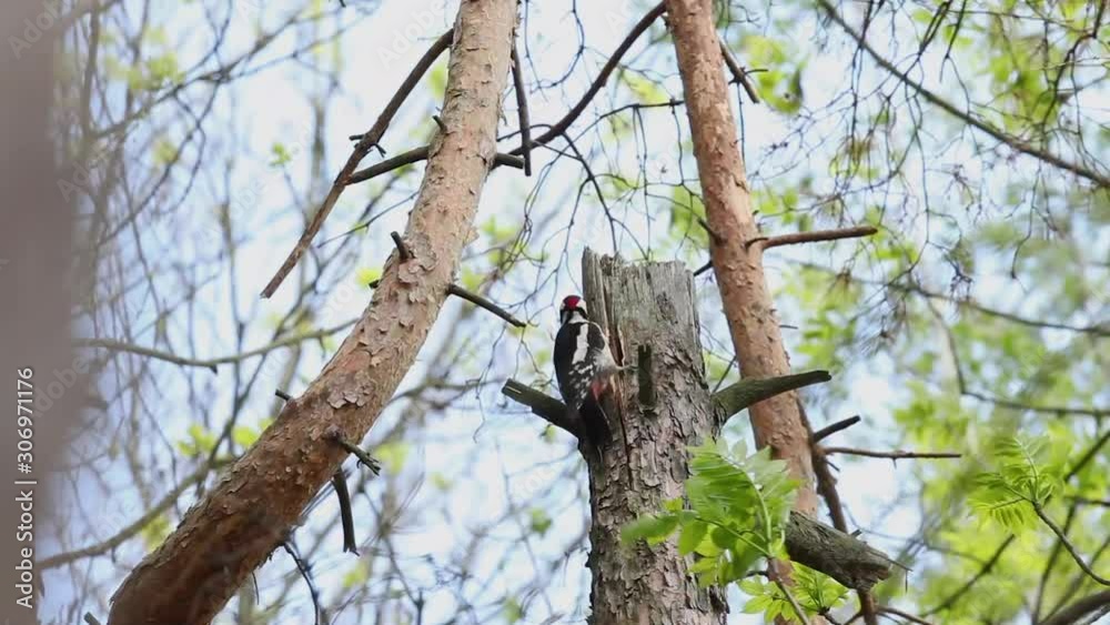 great spotted woodpecker, dendrocopos major, Czech birds great spotted woodpecker, dendrocopos major, Czech birds