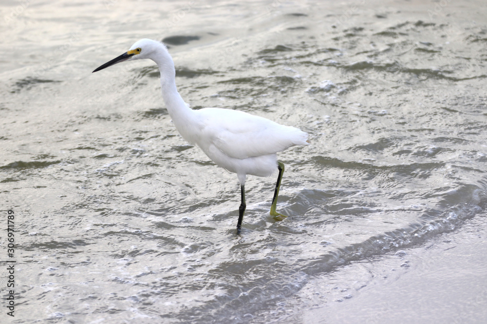 Amazing Beautiful Birds in Naples Florida Amazing Beautiful Birds in Naples Florida