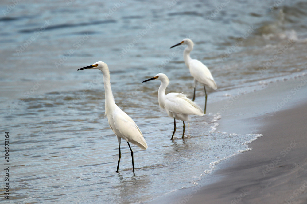 Amazing Beautiful Birds in Naples Florida Amazing Beautiful Birds in Naples Florida