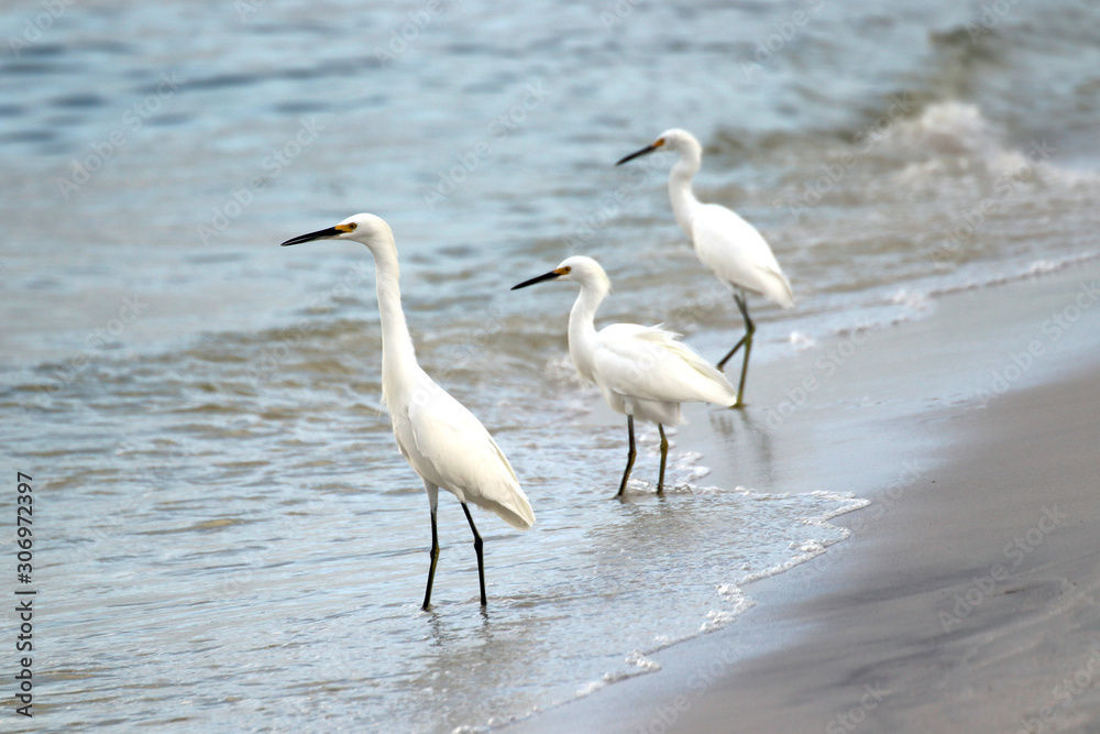 Amazing Beautiful Birds in Naples Florida Amazing Beautiful Birds in Naples Florida