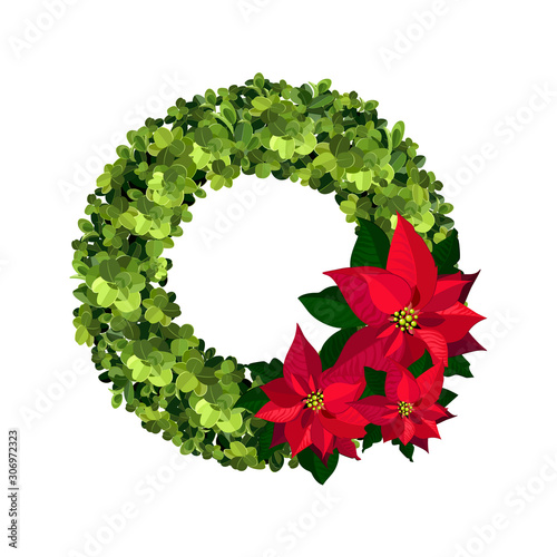 Boxwood wreath with a red poinsetia. Happy New Year card. Boxwood topiary, garden plant, vector background. English boxwood. 