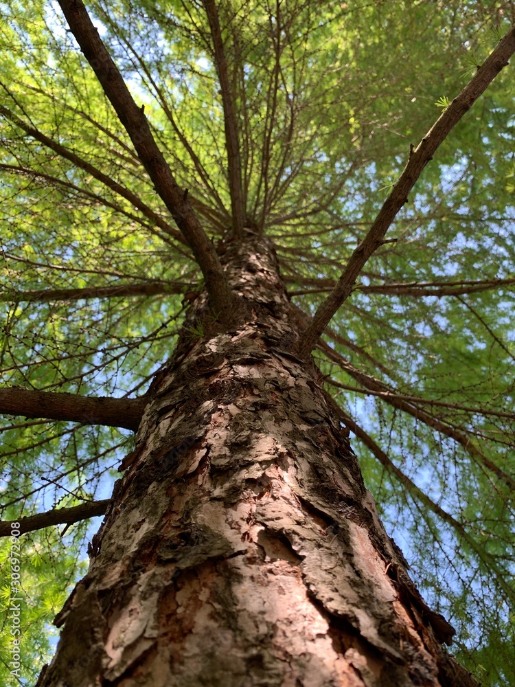 Fototapeta premium tree in the forest