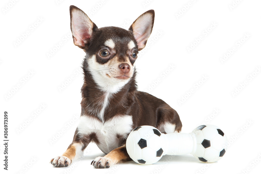 Chihuahua dog with toy isolated on white background