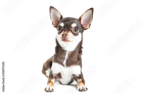 Chihuahua dog isolated on white background © 5second